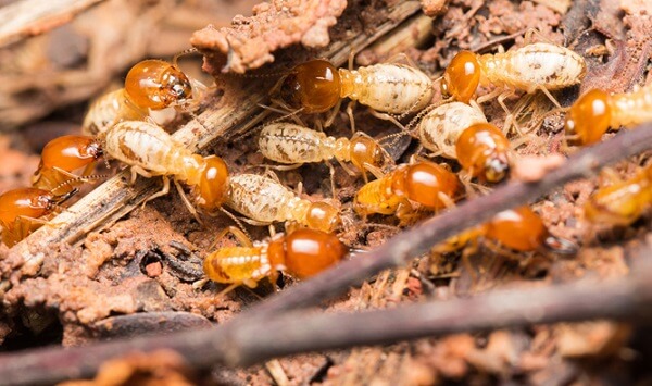 Mơ thấy mối bay vào nhà là một điều không may mắn
