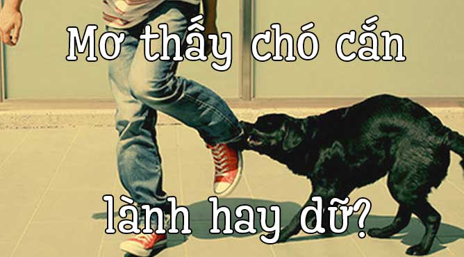 Mơ thấy chó cắn đánh số gì?
